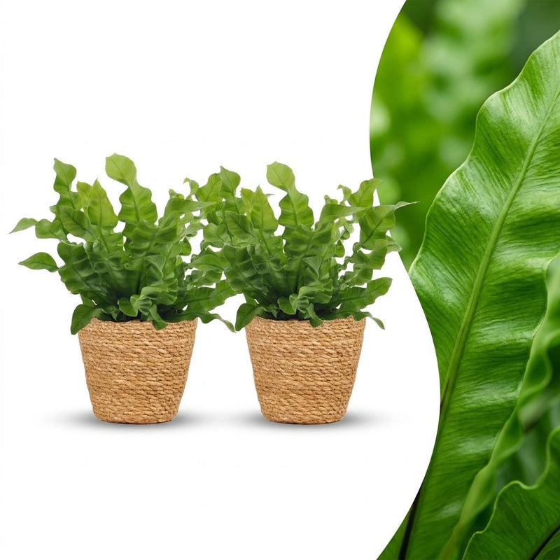 Green boutiQ - Asplenium Crispy Wave - Krauser Wellenfarn - 2 Pflanzen - mit Korb - Topf 12cm - Höhe - 30cm