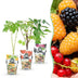 GreenboutiQ Obstpflanzen: Beeren-Trio - Winterhart - 3er Topf 9cm Bild 1