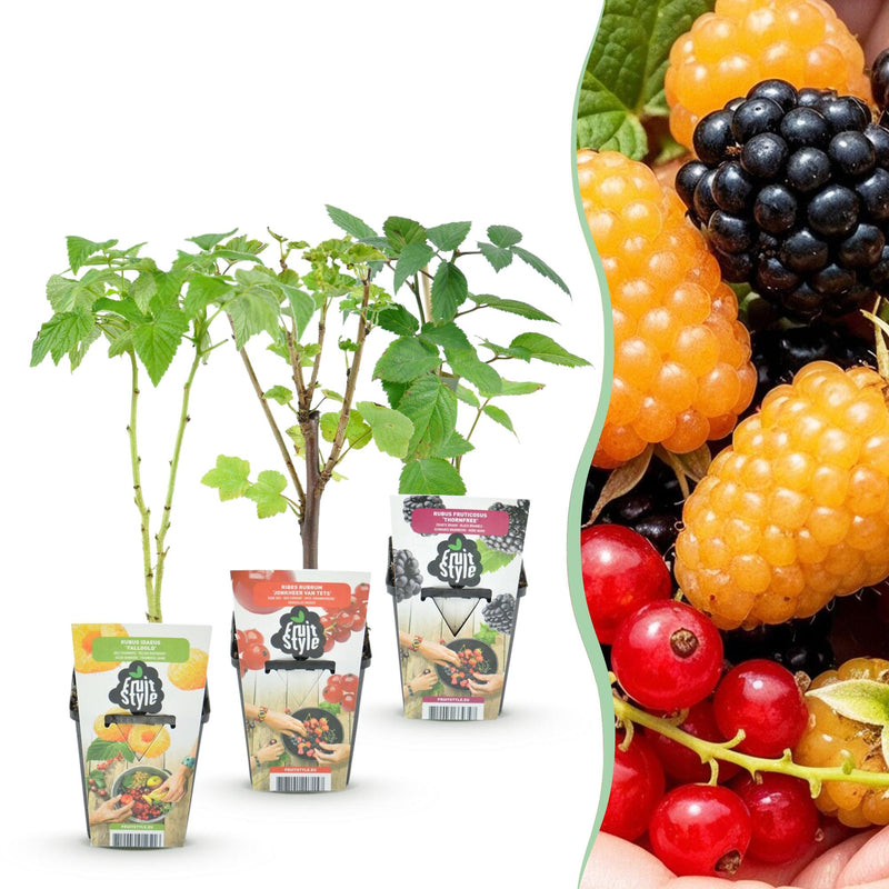 GreenboutiQ Obstpflanzen: Beeren-Trio - Winterhart - 3er Topf 9cm