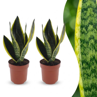 Green boutiQ - Sansevieria Future Superb - Bogenhanf - 2 Pflanzen - Topf 12cm - Höhe - 35cm