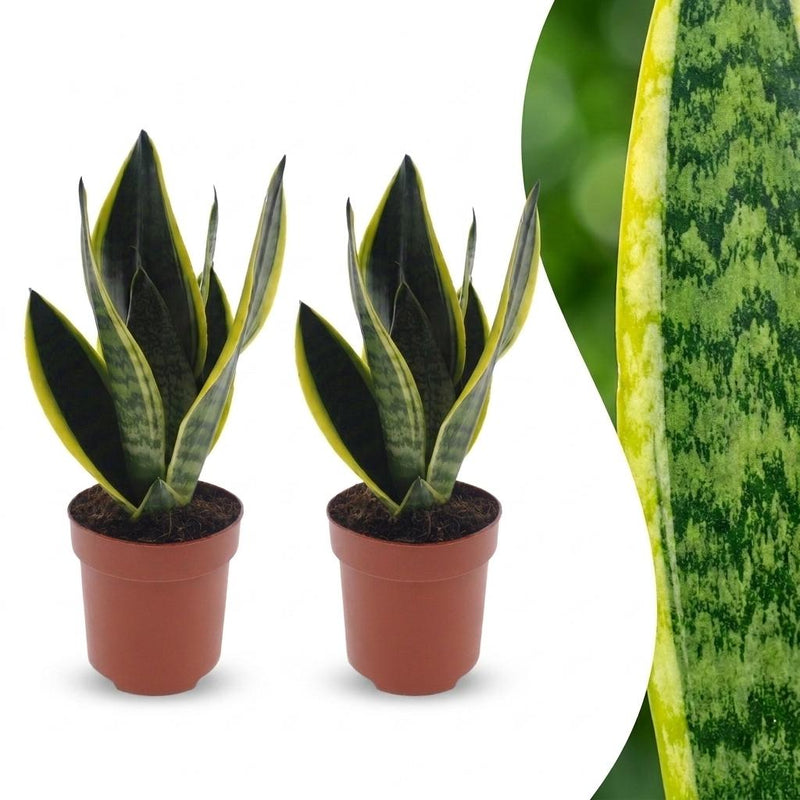 Green boutiQ - Sansevieria Future Superb - Bogenhanf - 2 Pflanzen - Topf 12cm - Höhe - 35cm