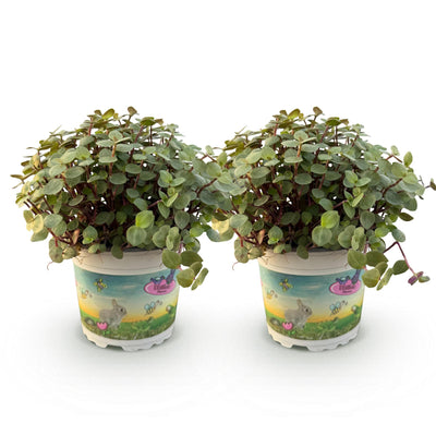 Green boutiQ Calissia repens - Katzengras - Haustierfreundlich - 2 Pflanzen