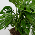 2x Monstera Monkey Leaf - Lochpflanze - 30cm - Ø12cm Topf Bild 4