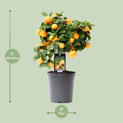Zitrus Calamondin (Ø15cm, ↕40cm) - Duftende Zimmerpflanze