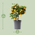 Zitrus Calamondin (Ø15cm, ↕40cm) - Duftende Zimmerpflanze Bild 2