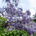 Wisteria sinensis 'Prolific' Glyzinie im Ø15cm Topf, 65cm hoch Bild 4