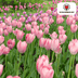 Tulpenzwiebeln Apricot Delight – 20 Stück | KH Bloembollen® | Rosa-Apricot-Tulpe – Sanft & Frisch – Geschenk für Garten oder Topf – Größe 11/12 – Frisch vom Züchter! Bild 3