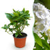 Weiße Hortensie (Hydrangea macrophylla) - Winterhart, 20-30cm, Topf 12cm Bild 1