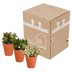 Crassula-Mix 3er Set im Terrakottatopf Bild 6