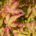 Japanischer Ahorn 'Sangokaku' - Acer palmatum - 90cm - Topf 26cm Bild 5