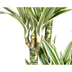Dracaena Deremensis White Stripe, Große Zimmerpflanze, 170-190cm Bild 5