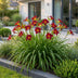 Green boutiQ - Staude - Hemerocallis Autumn Red - Taglilie - Bienen und Schmetterlingsmagneten - Rot - 1 Pflanze - Topf 11cm - Höhe 15-25cm Bild 4