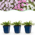 Green boutiQ - Perennial - Phlox Tricolour - Flame Flower - Ground Covering - Purple - Pink - White - 24 Plants - Pot 11cm - Height 15-25cm Bild 11
