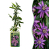 2x Passiflora Lavender Lady Lila, Kletterpflanze Ø9cm Bild 1