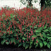 Persicaria amplexicaulis perennial, red flower spikes, 10-25cm, 9cm pot (12x) Bild 6
