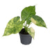 Alocasia Macrorrhiza Aurea Variegata - Goldene Riesenaralie, Ø6cm Bild 1