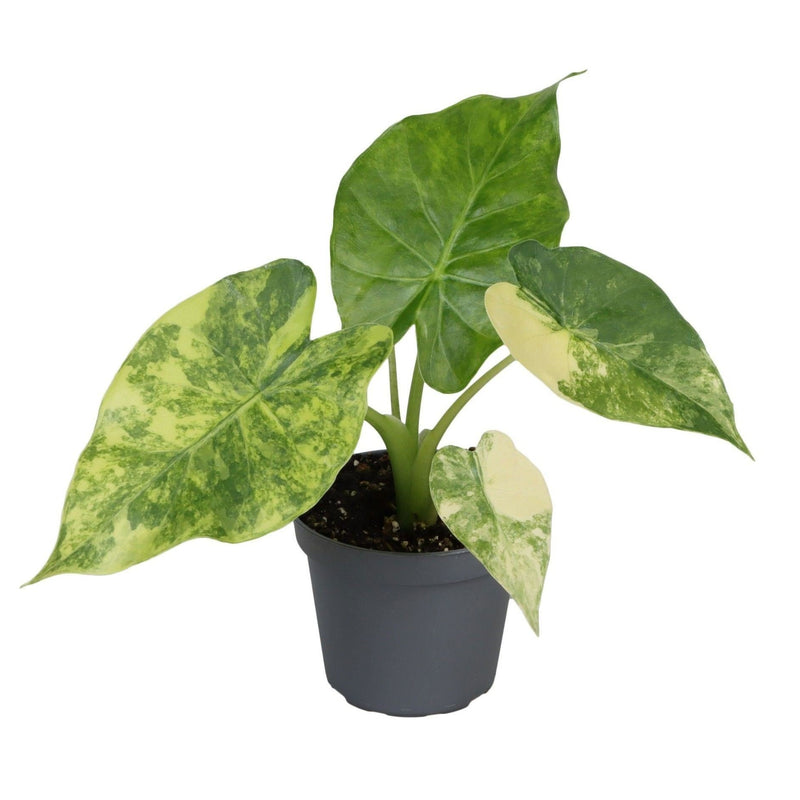 Alocasia Macrorrhiza Aurea Variegata - Goldene Riesenaralie, Ø6cm