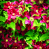 3x Clematis 'Rouge Cardinal' – P9 Topf – Rot blühende Kletterpflanze Bild 4