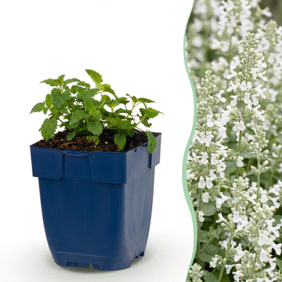 Green boutiQ - Perennial - Nepeta faassenii 'Snowflake' - Catmint - Bee and Butterfly Attractor - White - 6 Plants - Pot 11cm - Height 15-25cm