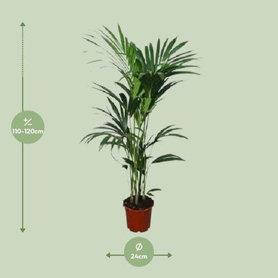 Kentia-Palme Howea forsteriana Ø21cm - 120cm