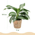 Green boutiQ - Zimmerpflanzen - Aglaonema Silver Bay - Silberblatt - Wenig Pflege - mit Korb - Silber - 2 Pflanzen - Topf 17cm - Höhe 70-75cm Bild 3