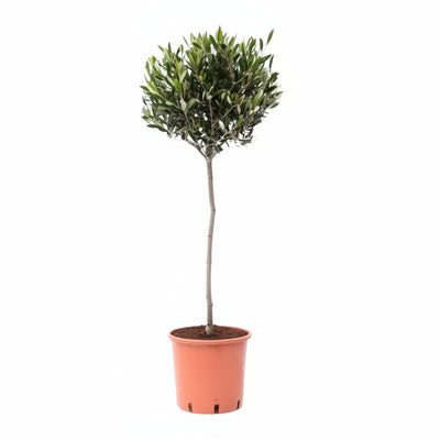 Gewöhnliche Olive (Olea) - Ø22cm, 100cm hoch, sonnenliebend