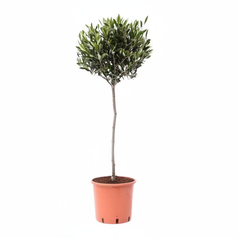 Gewöhnliche Olive (Olea) - Ø22cm, 100cm hoch, sonnenliebend
