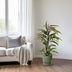 Ficus Binnendijkii Amstel King - Ø17cm - ↕70cm Bild 3