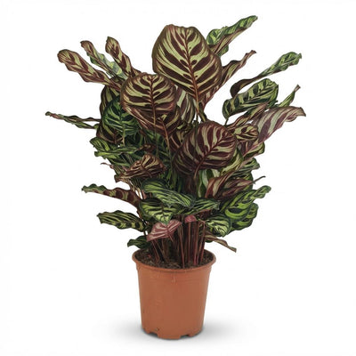 Calathea Makoyana - Pfauen-Korbmarante, 70cm, 19cm Topf