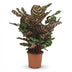 Calathea Makoyana - Peacock Plant, 70cm, 19cm Pot Bild 2