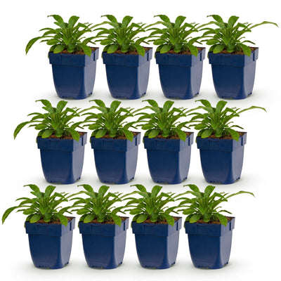 Green boutiQ - Perennial - Campanula pers. Alba - Peach Leaf Bellflower - Attracts Bees and Butterflies - White - 12 Plants - Pot 11cm - Height 15-25cm