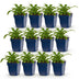 Green boutiQ - Perennial - Campanula pers. Alba - Peach Leaf Bellflower - Attracts Bees and Butterflies - White - 12 Plants - Pot 11cm - Height 15-25cm Bild 1