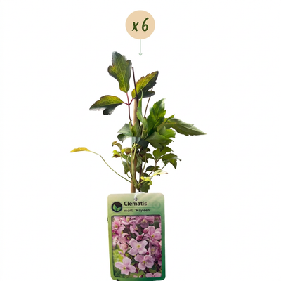 6x Clematis 'Mayleen' - Hellrosa Kletterpflanze Ø9cm ↕35cm