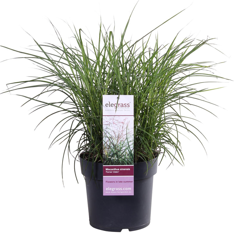 Ziergras 'Ferner Osten' - 50cm - Topf Ø19cm