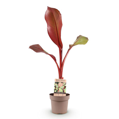 Green boutiQ - Fruit Plant - Musa ensete Maurelli - Banana Tree - Winter Hardy - Red-Green - 1 Plant - Pot 21cm - Height 70-90cm