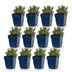 Green boutiQ - Stauden - Lavandula ang. Dwarf Blue - Lavendel - Duftend - Violett - 12 Pflanzen - Topf 11cm - Höhe 15-25cm Bild 2