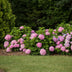 Endless Summer Hydrangea 'The Original Pink', 4 Plants Bild 6
