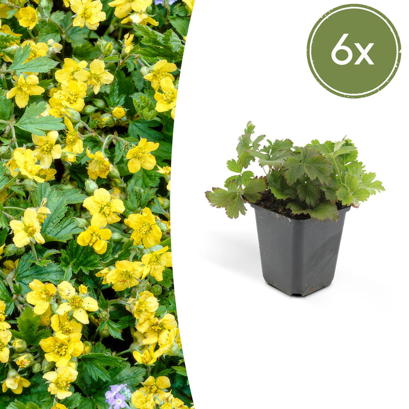 6x Waldsteinia ternata Bodendecker - 10-25cm - Ø9cm Töpfe