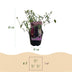 Green boutiQ - Schmetterlingsstrauch - Buddleja davidii Tricolour - Blüte Rosa , Weiß und Violett - 3 Pflanzen - 1m2 - Laubabwerfend - Schmetterlingsanziehend - Topf 17cm Hoo Bild 3