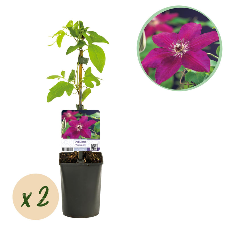 Clematis Westerplatte: Easy-care climbing plant, 2 plants, 11cm pot