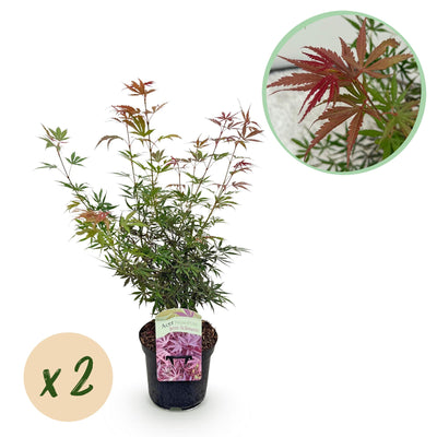 Japanischer Ahorn 'Jerre Swarts' - 2x dunkelrot, Laub abwerfend, 70cm