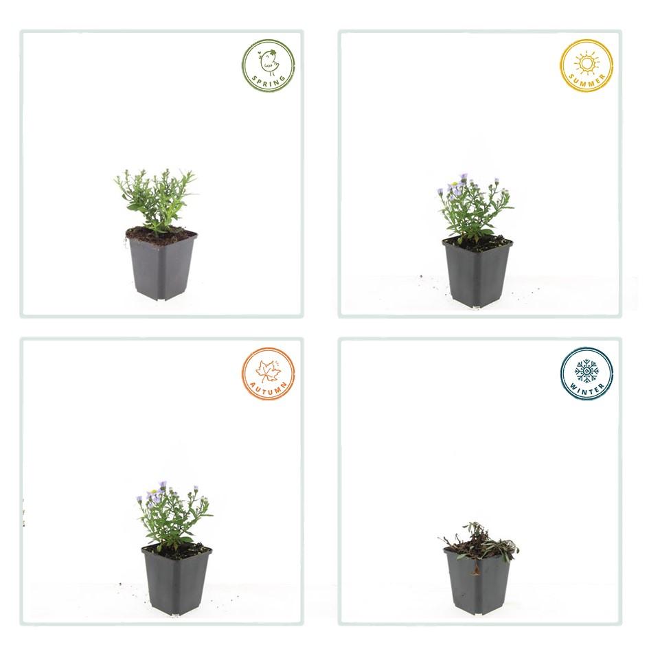 12x Aster 'Prof. Anton Kippenberg' - Lila Herbstblumen