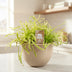 Drosera Capensis in a 12cm pot – Fascinating carnivorous plant Bild 3