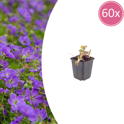 60x Geranium 'Azure Rush' - Helle Blüten, robuster Bodendecker (10-25cm)
