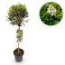 GreenboutiQ Ligustrum Stamm Pflanze - Immergrün & Winterhart - Topf 19cm Bild 1
