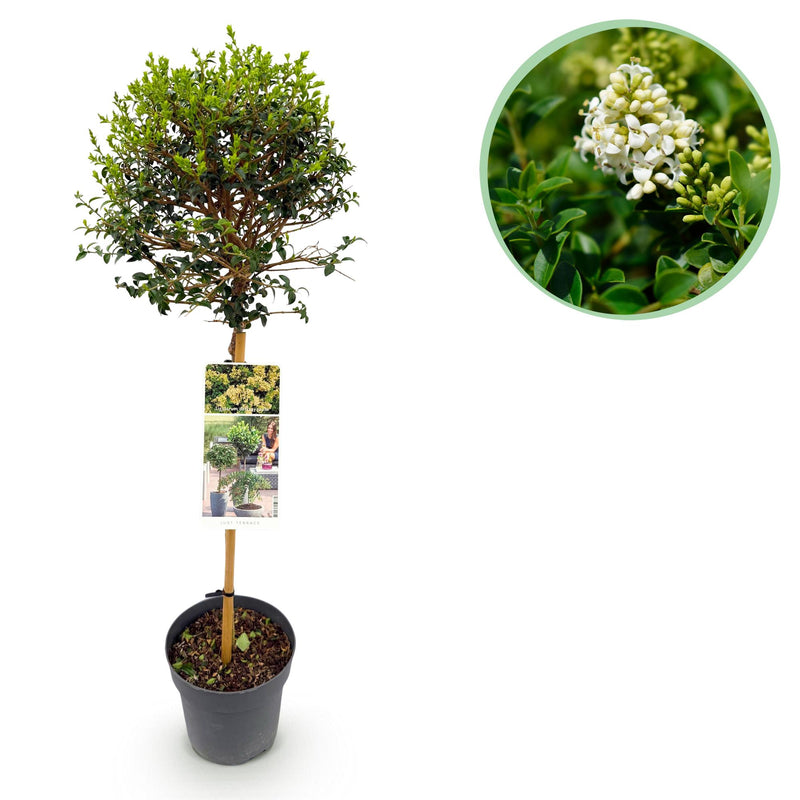 GreenboutiQ Ligustrum Stamm Pflanze - Immergrün & Winterhart - Topf 19cm