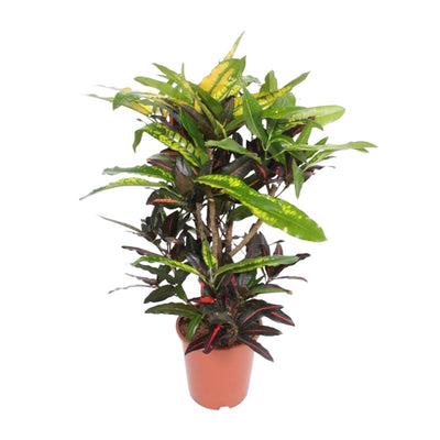 Codiaeum Mango (Croton) - Ø27cm - ↕110cm