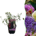 Green boutiQ - Butterfly Bush - Buddleja davidii Tricolour - Pink, White, and Purple Blooms - 1 Plant - Deciduous - Attracts Butterflies - 17cm Pot, 30cm Height Bild 1