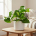 Pothos Epipremnum Aureum Ø12cm Height 20cm - Robust Houseplant Bild 3