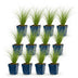 Green boutiQ - Grasses - Stipa tenuissima Ponytails - Feather Grass - Evergreen - Green - 12 Plants - Pot 11cm - Height 15-25cm Bild 2